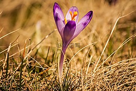 草,花,花瓣