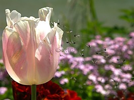 花,蜘蛛網(wǎng),設(shè)計