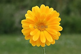 花,黃色,春