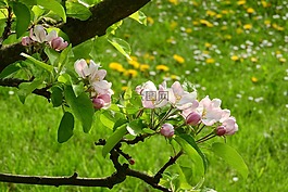 蘋果花,蘋果樹,盛開的蘋果樹