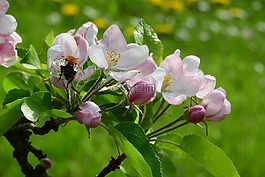 蘋果花,蘋果樹,盛開的蘋果樹