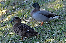 鴨子,鳥,鳧