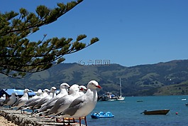 海鷗,海,藍(lán)色