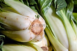 甜菜,草本稈,蔬菜