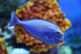 魚,海洋生物,海