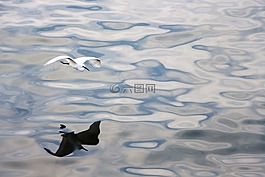 鳥,飛行,倒影