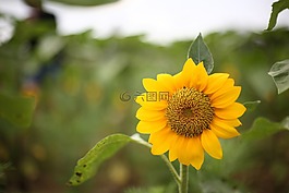 向日葵,花,黃色