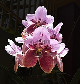 花,紫色,顏色