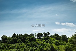 綠色,植物,樹