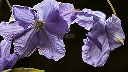藤,鐵線蓮,花