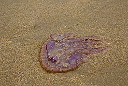 水母,沙,海灘