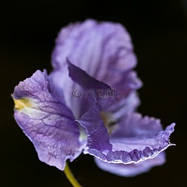 藤,鐵線蓮,花