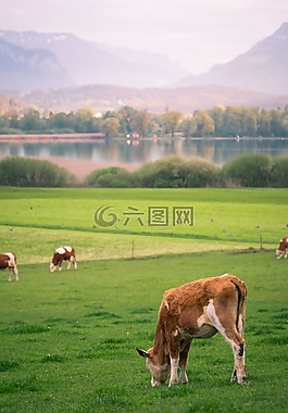牛,湖,放牧