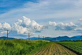 綠色,草,草原