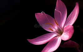 花,自然,植物區(qū)系