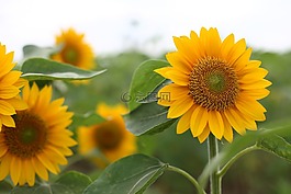 向日葵,花,黃色