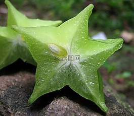 明星水果,阳桃,杨桃