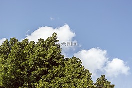 樹,植物,藍色