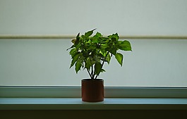 綠色,植物,鍋