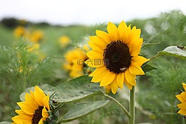 向日葵,花,黃色