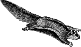 动物,飞行,有袋动物
