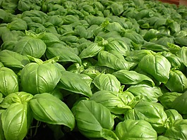 罗勒,点儿,植物