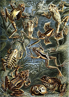 青蛙,兩棲,haeckel 蛙類