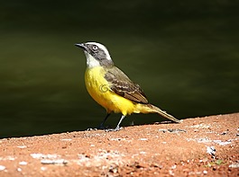 多彩鳥,鳥在地面上,熱帶