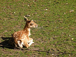獐鹿,kitz,斑比
