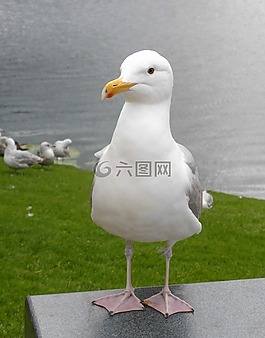 海鷗,海,喙