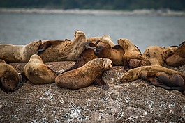 海,獅子,水