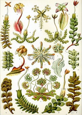 類植物,苔,brunnenlebermoos