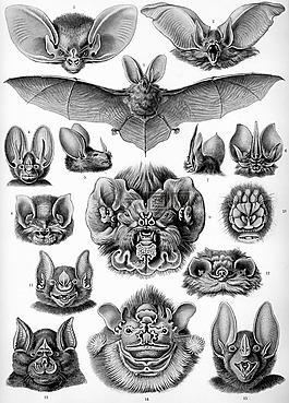蝙蝠,haeckel 翼手目,哺乳动物