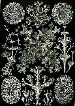 编织,haeckel lichenes,photobionten