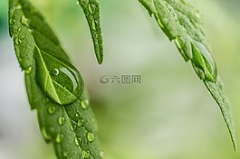 大麻,水稻,医用大麻