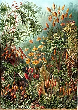 穆斯,eurhynchium,haeckel muscinae