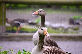 鵝,動物,動物園