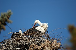 鸛,鳥(niǎo)巢,鳥(niǎo)