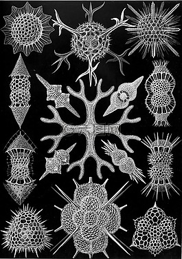 單細(xì)胞生物,放射蟲,spumellaria