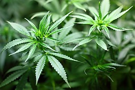 幼苗,大麻