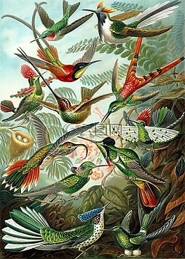 蜂鳥,鳥類,trochilidae