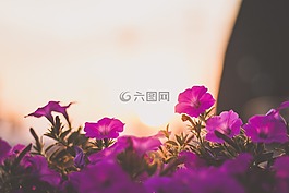 花,花瓣,盛開(kāi)