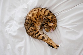 貓,小貓,寵物