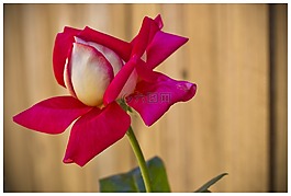 花,紅色的花,鮮花