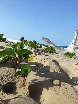 海灘,枝杈,廢墟