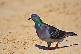 鳥,自然,野生動物