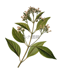 生物碱,树皮,枝杈