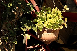 花盆,吊墜,葉