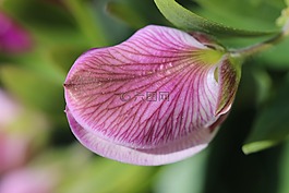 花卉,宏,花園