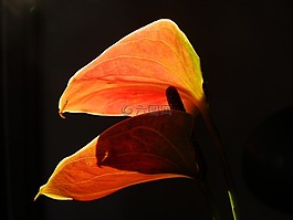 花,對比,背景